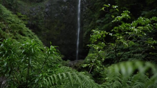 Amazing Waterfalls in Madeira in the jungle. The untouched nature in the deep forest in the mountains filmed by a drone. Cinematic Footage for your commercial films. 