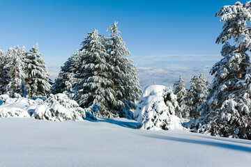 Winter landscape of Vitosha Mountain, Bulgaria