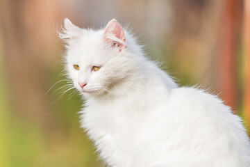 Naklejka na ściany i meble beautiful female white kitten. beautiful white kitten. beautiful white kitten in the country yard.
