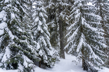 Snow-covered trees in winter forest in snowfall. Winter landscape.