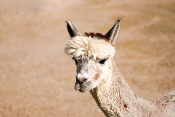Portrait of an alpaca with a light colored fur. Animal close-up. Vicugna pacos.
