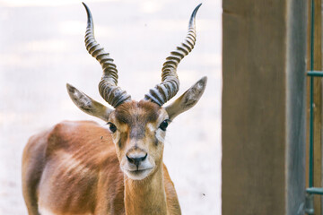 Portrait of an antelope with horns.

