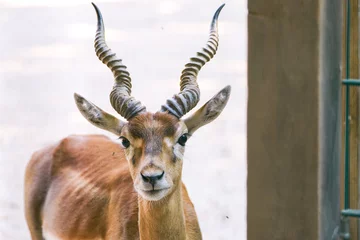 Photo sur Plexiglas Antilope Portrait of an antelope with horns. 