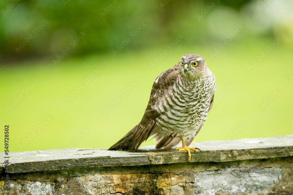 Wall mural Closeup of a sparrow hawk perched on the garden wall