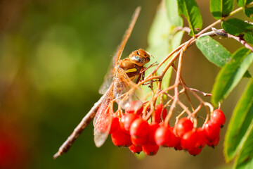 Brown hawker sits on the red berries of the mountain ash. Insect close-up in natural environment. Aeshna grandis. Dragonfly.
