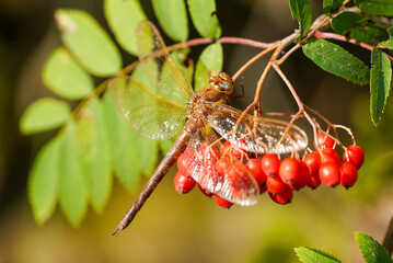 Brown hawker sits on the red berries of the mountain ash. Insect close-up in natural environment. Aeshna grandis. Dragonfly.
