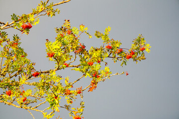 Branch of mountain ash with red berries against a gray sky.
