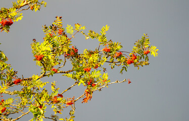 Branch of mountain ash with red berries against a gray sky.
