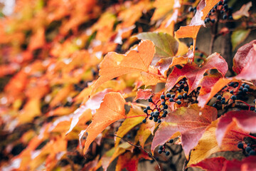 Autumn leaves and berries blooming along the stone wall