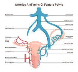 Female reproductive system arteries and veins. Healthy human uterus