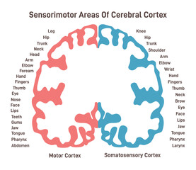 Sensorimotor areas of the cerebral cortex. Anatomy of the human brain. - obrazy, fototapety, plakaty