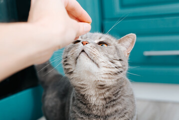Close-up of hand feeding pet. Hungry cute gray cat sniffing food with pink nose in kitchen