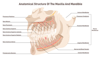 Maxillary and mandible anatomy. Upper and lower jaw skeletal - obrazy, fototapety, plakaty