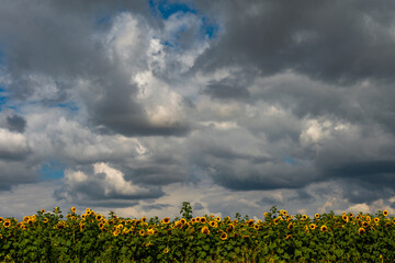 Burzowe chmury nad polem słoneczników w Sułoszowej