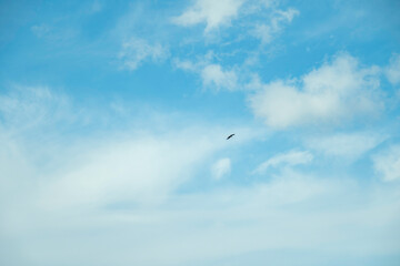 青空と鳥