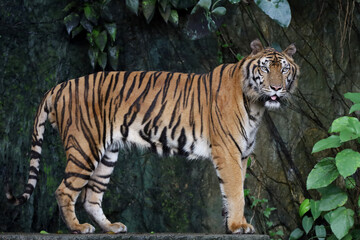 Plakat Close up Indochinese tiger is beautiful animal and dangerous