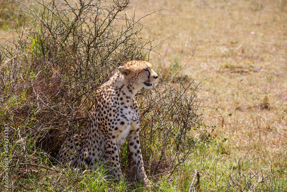 Canvas Prints Wild Cheetah sitting in a bush and watching