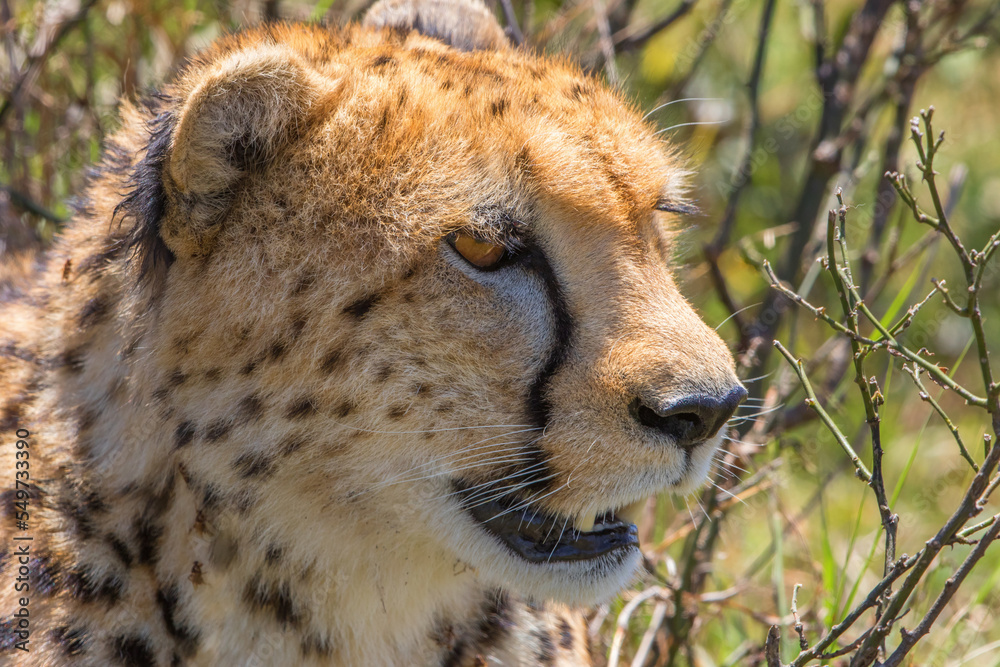 Poster Close up of a wild cheetah in the bush