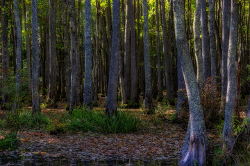 Swampy area of the Ghost River in Moscow, Tennessee, USA