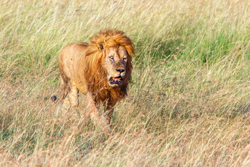 Fototapeta premium Male Lion walk on the savannah in Africa