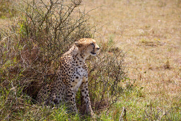 Wild Cheetah sitting in a bush and watching