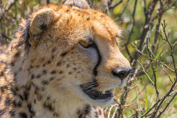Close up of a wild cheetah in the bush
