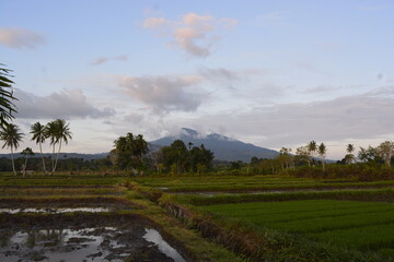 rice terraces in island