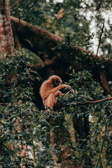 Brown gibbon stting on the tree