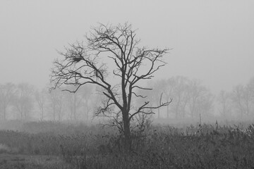 Big tree with a nest in the branches nestled in a countryside landscape with fog and mist typical of northern italy, Po valley - Winter season - Black and white