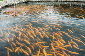 Rainbow trout swims in the water at a fish farm, fish farming