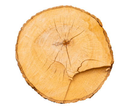Wooden stump,log isolated on white background.Round cut down tree with as a wood texture.Transparent background PNG.