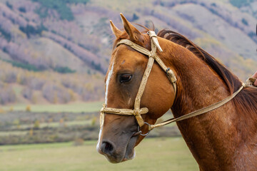 Portrait of brown horse in a pasture against the backdrop of mountains, Kyrgyzstan
