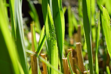 Obraz premium Garten