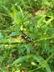 butterfly on a leaf