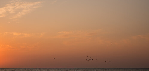 Obraz premium Red and orange sunset over the Sea. Birds on the background of the morning sky.
