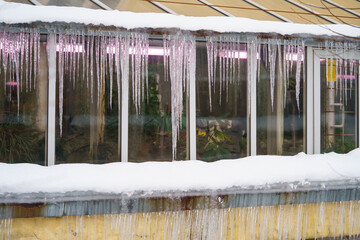 Melted snow on old greenhouse roof with hanging icicles formed during freeze and thaw cycles. Glasshouse building with dangerous ice formation on rooftop. Change of seasons from winter to spring