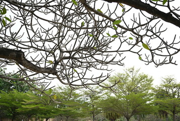 Plumeria tree branches during the winter when the leaves fall so there are fewer leaves. Plumeria,...