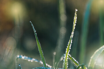Gras Tropfen Reif Gegenlicht 