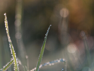 Gras Tropfen Reif Gegenlicht 