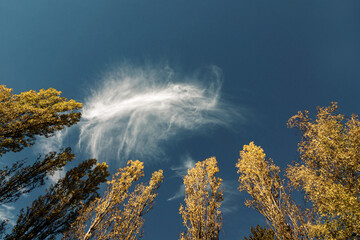 Witzige Wolken, Pappeln gegen Himmel