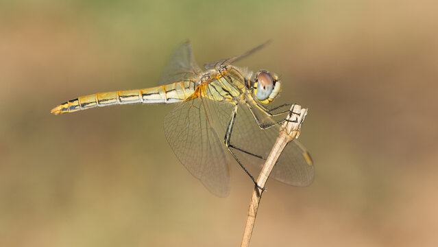 images of wildlife and wild insects. dragonfly photos.
