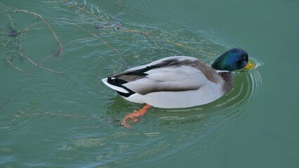 Obraz premium Wildente