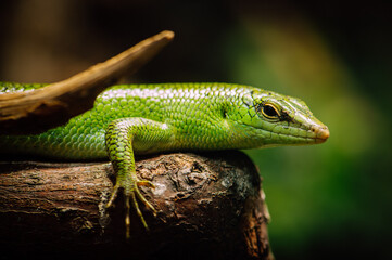 Emerald tree skink (Lamprolepis smaragdina)