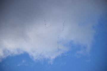 White geese cross the sky, Montmagny, Qu&eacute;bec, Canada