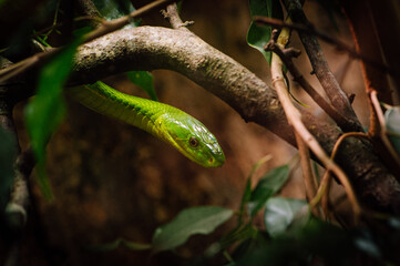 Eastern green mamba (Dendroaspis angusticeps)