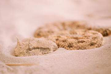 Saharan horned viper (Cerastes cerastes)
