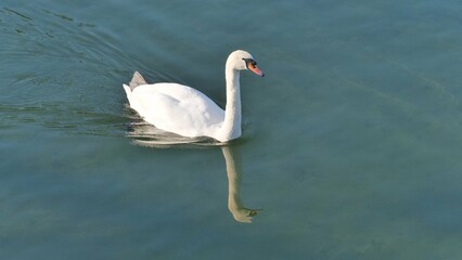 Obraz premium Schwan