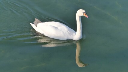 Schwan