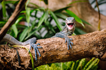 Blue-spotted tree monitor (Varanus macraei) smiling