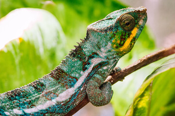 Panther chameleon (Furcifer pardalis)